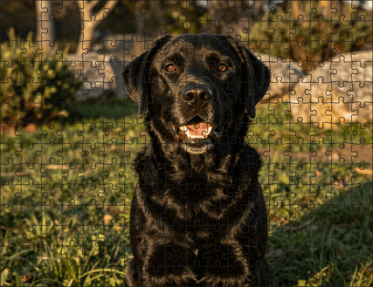 Fotopuzzel Zwarte Labrador Retriever | Portretfoto | Liggend - Stukjes Geluk