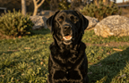 Fotopuzzel Zwarte Labrador Retriever | Portretfoto | Liggend - Stukjes Geluk