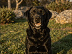 Fotopuzzel Zwarte Labrador Retriever | Portretfoto | Liggend - Stukjes Geluk
