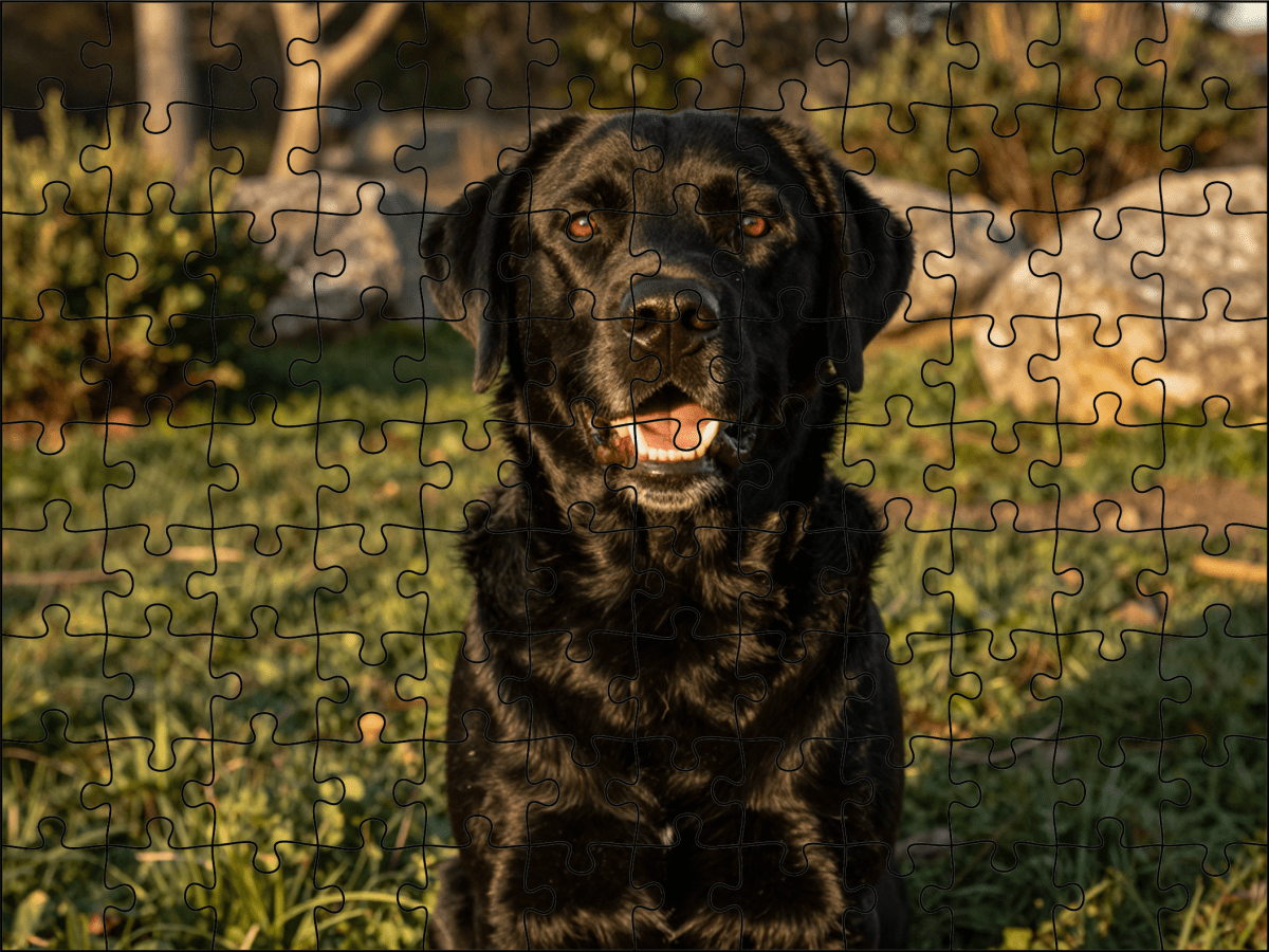 Fotopuzzel Zwarte Labrador Retriever | Portretfoto | Liggend - Stukjes Geluk
