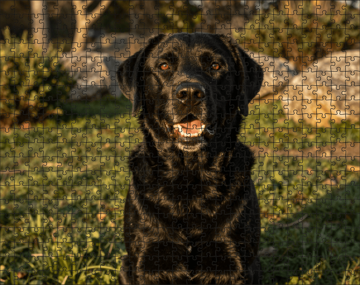 Fotopuzzel Zwarte Labrador Retriever | Portretfoto | Liggend - Stukjes Geluk
