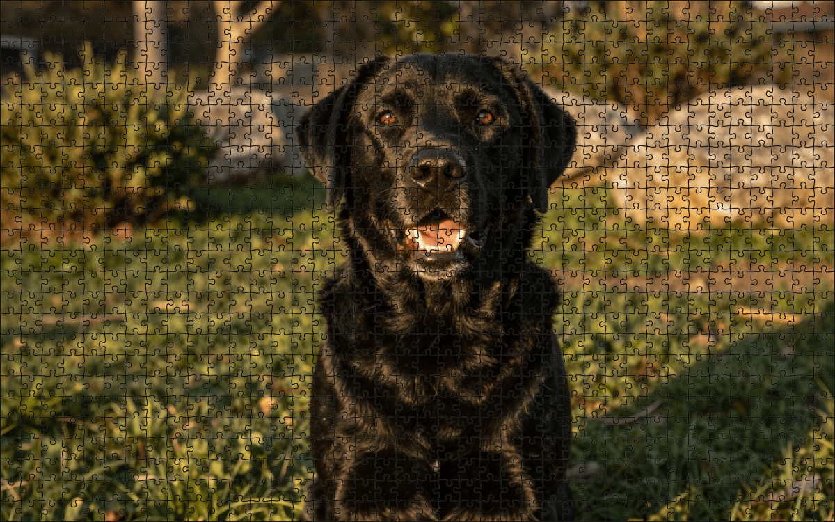 Fotopuzzel Zwarte Labrador Retriever | Portretfoto | Liggend - Stukjes Geluk
