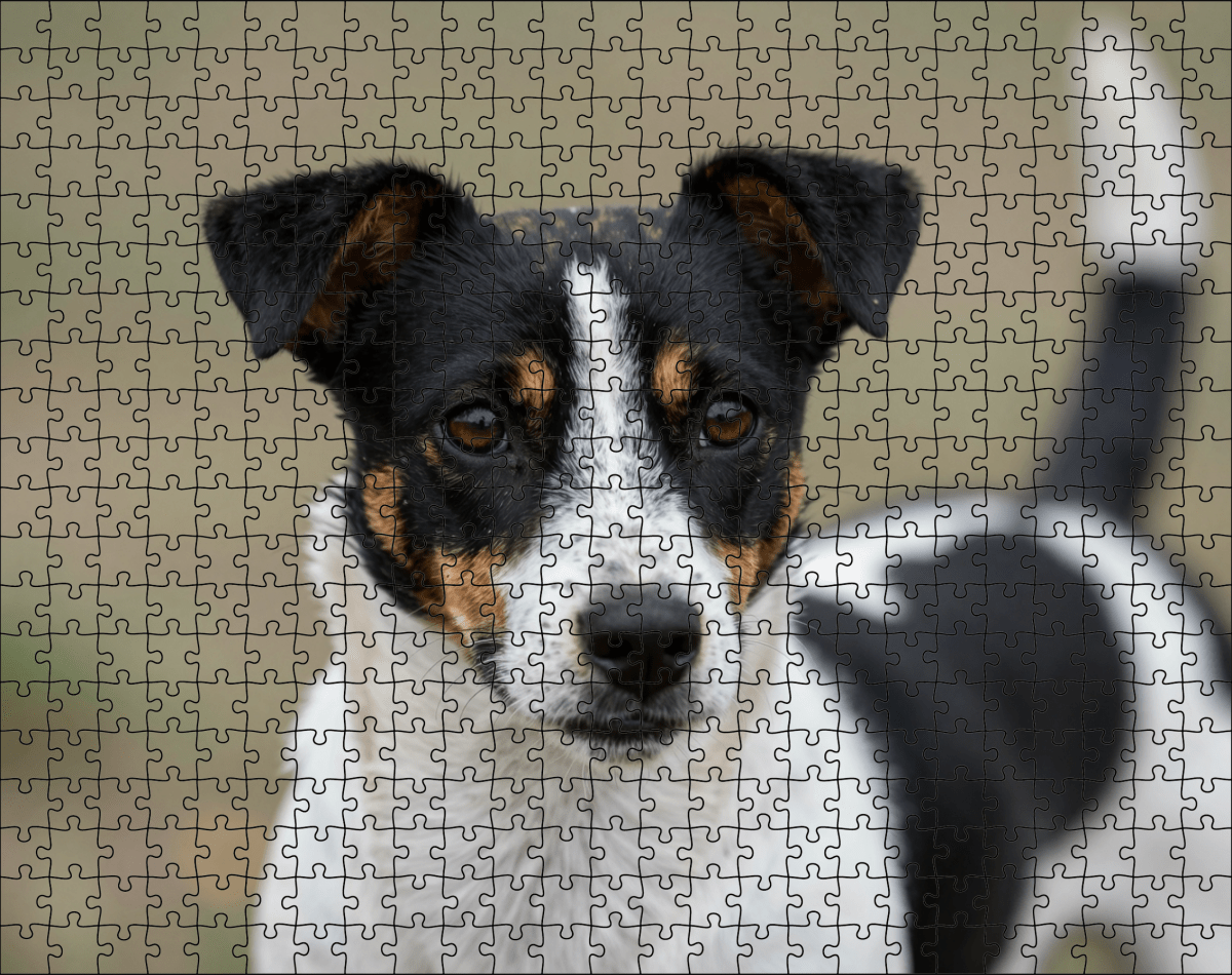 Fotopuzzel Zwart/witte Jack Russell | Portretfoto | Liggend - Stukjes Geluk