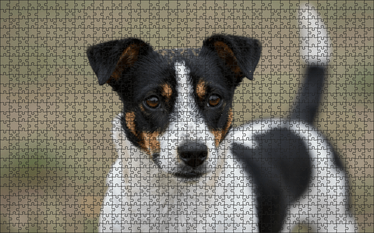 Fotopuzzel Zwart/witte Jack Russell | Portretfoto | Liggend - Stukjes Geluk