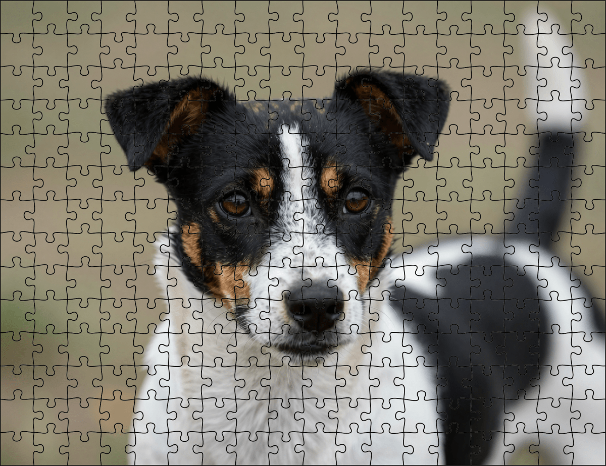 Fotopuzzel Zwart/witte Jack Russell | Portretfoto | Liggend - Stukjes Geluk
