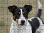 Fotopuzzel Zwart/witte Jack Russell | Portretfoto | Liggend - Stukjes Geluk
