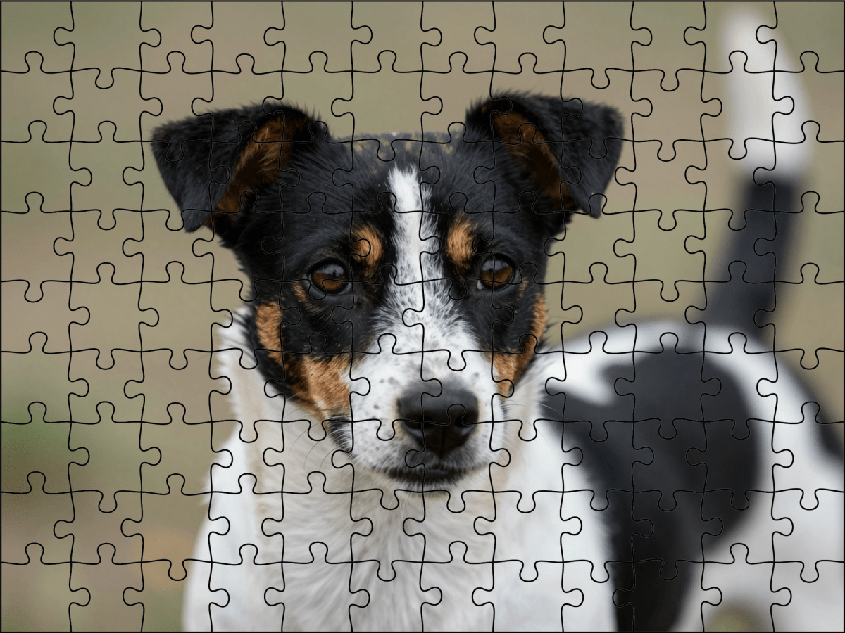 Fotopuzzel Zwart/witte Jack Russell | Portretfoto | Liggend - Stukjes Geluk